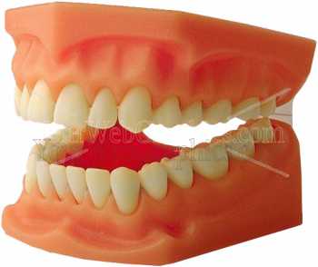 photo - teeth-3-jpg
